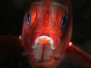 Squirrelfish, Tulamben by Doug Anderson 